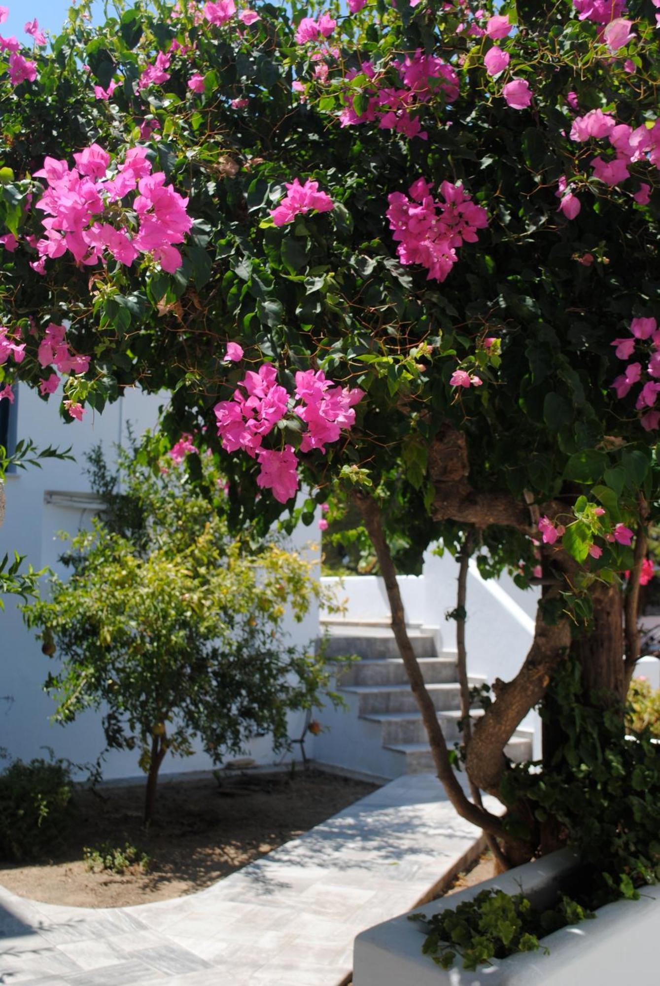 Apollonia Hotel Masouri Exterior foto